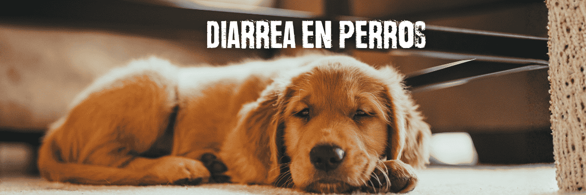 diarrea en perros